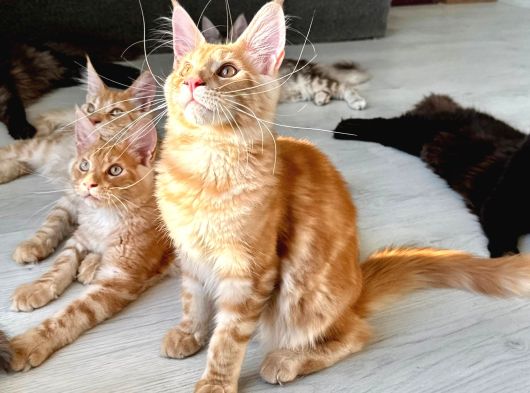 Wcf Kayıtlı Full Şecereli Şampiyon Soylu Maine Coon Yavrular görsel