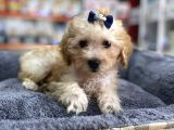 Mini Maltipoo -Teacup-