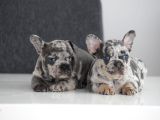 French Bull Dog Yavruları Mama Ve Malzeme Kanpanli