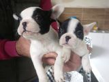 French Bull Dog Yavruları Mama Ve Malzeme Kanpanli