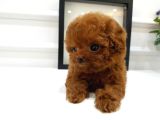 PRENSES KIZIMIN BEBİSLERİ İSTANBULDA