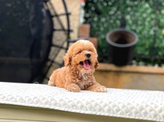 Babyface Kore Kan Oyuncu Toy Poodle Yavrularım görsel
