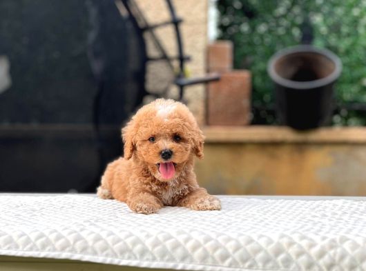 Babyface Kore Kan Oyuncu Toy Poodle Yavrularım