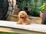 Babyface Kore Kan Oyuncu Toy Poodle Yavrularım