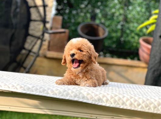 Babyface Kore Kan Oyuncu Toy Poodle Yavrularım görsel