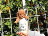 Orjinal Teacup Red Brown Toy Poodle Yavrularımız