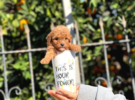 Orjinal Teacup Red Brown Toy Poodle Yavrularımız görsel