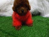 Safkan Ve Irk Garantili Toy Poodle Yavrularımız
