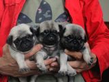 Pug Mops Yavrulari Mama Ve Malzeme Kampanyanli