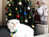 Scottish Fold Sıfır Kulak Yavrular
