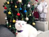 Scottish Fold Sıfır Kulak Yavrular