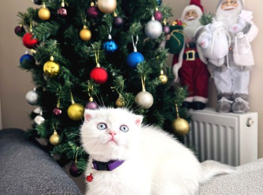 Scottish Fold Sıfır Kulak Yavrular