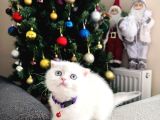 Scottish Fold Sıfır Kulak Yavrular