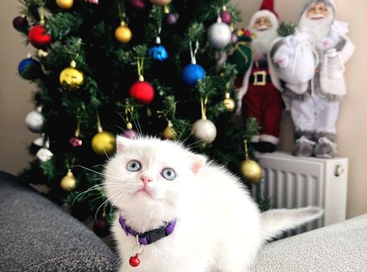 Scottish Fold Sıfır Kulak Yavrular görsel
