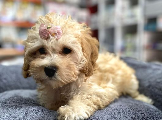 Anne Maltese Baba Secereli Red Brown Poodle görsel