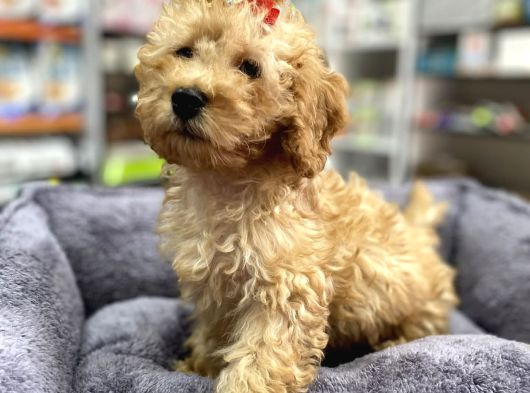 Secereli Red Brown Babadan Toy Poodle Yavrumuz görsel
