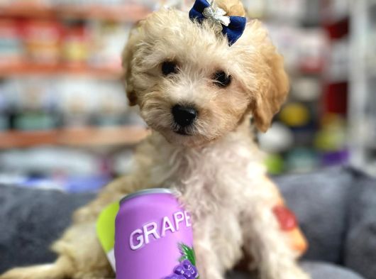 Mini Maltipoo -Teacup- görsel