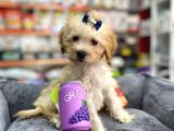 Mini Maltipoo -Teacup-