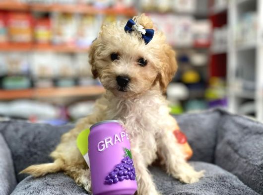 Mini Maltipoo -Teacup- görsel