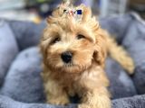 Anne Maltese Baba Secereli Red Brown Poodle
