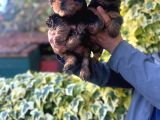 0 Yorkshire Terrier Yavruları Mama Ve Malzeme