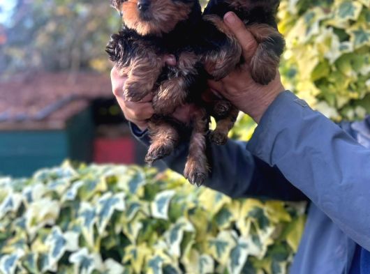 0 Yorkshire Terrier Yavruları Mama Ve Malzeme görsel