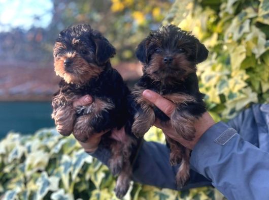 0 Yorkshire Terrier Yavruları Mama Ve Malzeme görsel