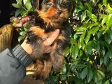 0 Yorkshire Terrier Yavruları Mama Ve Malzeme