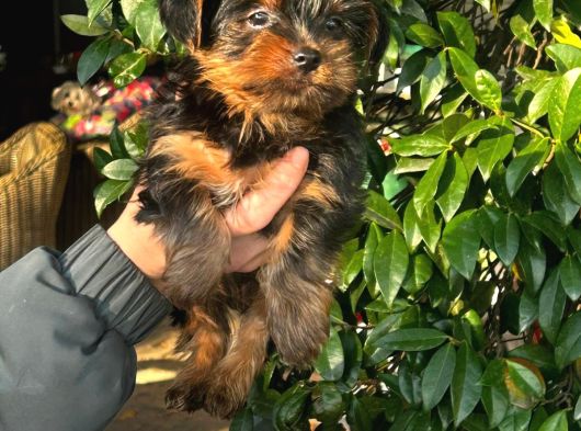 0 Yorkshire Terrier Yavruları Mama Ve Malzeme görsel