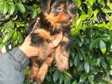 0 Yorkshire Terrier Yavruları Mama Ve Malzeme