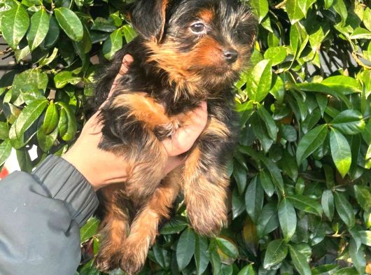 0 Yorkshire Terrier Yavruları Mama Ve Malzeme görsel