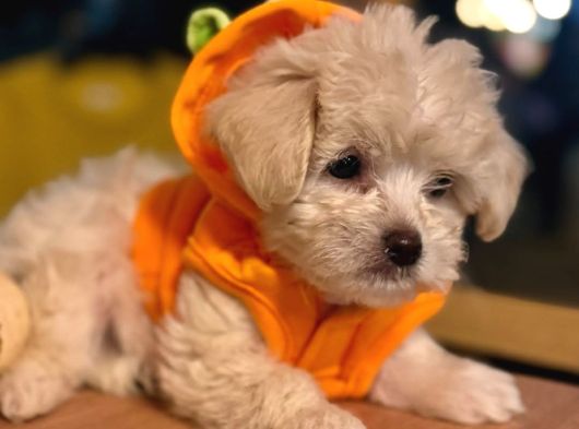 Bakanlık Onaylı Üretim Çiftliğinden Maltipoo Yavrular
