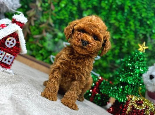 Ufak Boy Red Dişi Ve Erkek Toy Poodle görsel