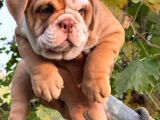 A Kali̇te Egzoti̇ç İngi̇li̇z Bulldog Bebekler