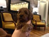 Ai̇leden Kore Poodle Yavrularimiz