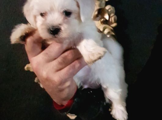 Maltese Terrier Yavruları Mama Ve Malzeme Kampanyali görsel