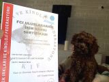Kore Yavrular Orjinal Toy Poodle Adana