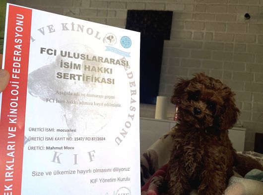 Kore Yavrular Orjinal Toy Poodle Adana görsel
