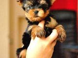 0 Yorkshire Terrier Yavruları Mama Ve Malzeme