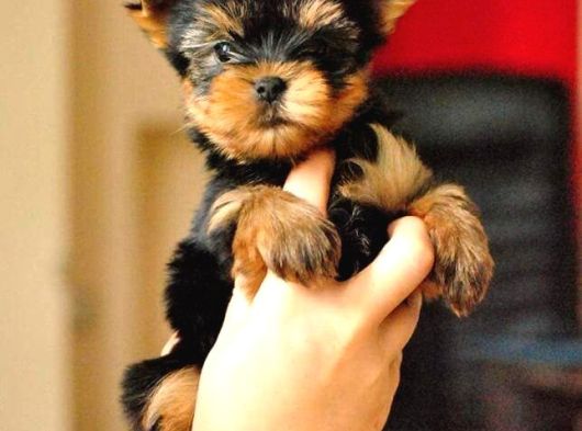 0 Yorkshire Terrier Yavruları Mama Ve Malzeme görsel