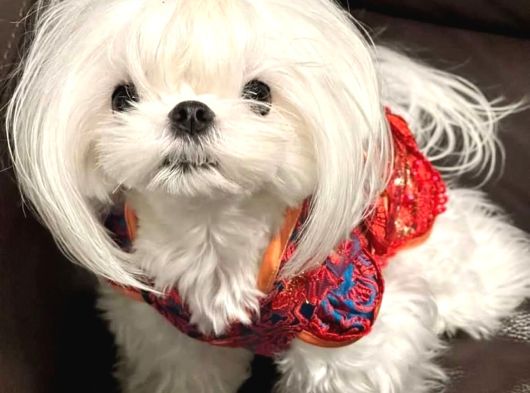Maltese Terrier Yavruları Mama Ve Malzeme Kampanyali görsel