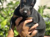 Şampiyon Soydan Doberman Yavrular