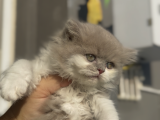 Büyüneyen Kedi Munchkin Kedileri