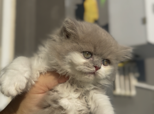 Büyüneyen Kedi Munchkin Kedileri görsel