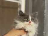 Büyüneyen Kedi Munchkin Kedileri