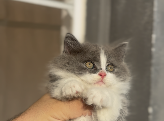Büyüneyen Kedi Munchkin Kedileri görsel