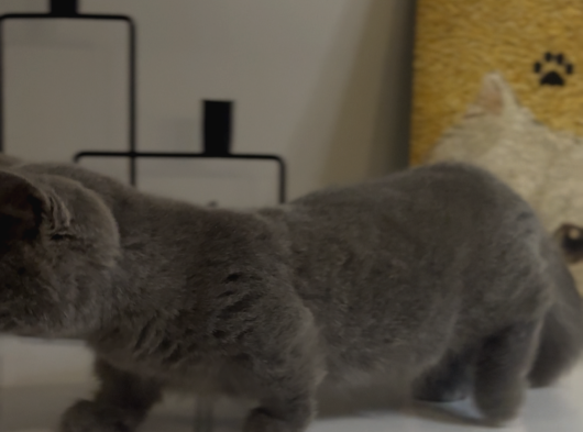 Büyüneyen Kedi Munchkin Kedileri görsel