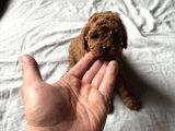 Kore Yavrular Orjinal Toy Poodle Adana