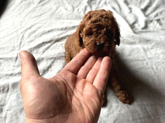 Kore Yavrular Orjinal Toy Poodle Adana görsel