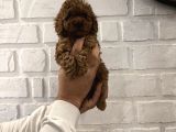 Kore Yavrular Orjinal Toy Poodle Adana